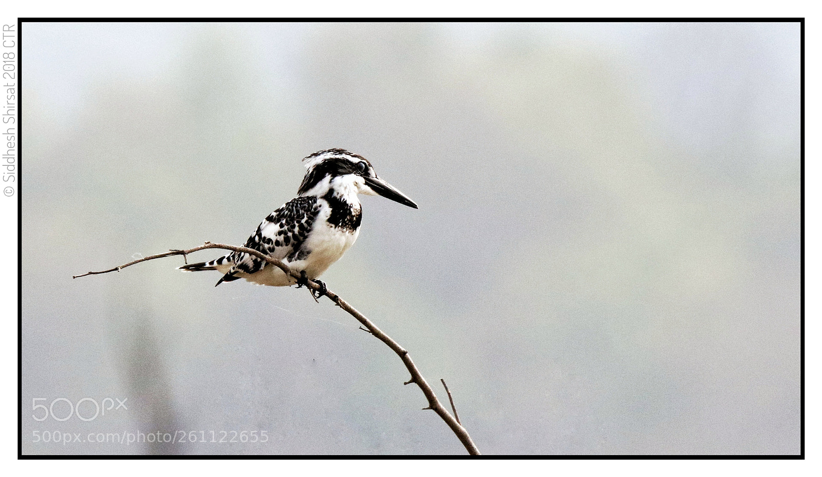 Canon EOS 80D sample photo. Khandya (pied kingfisher) photography