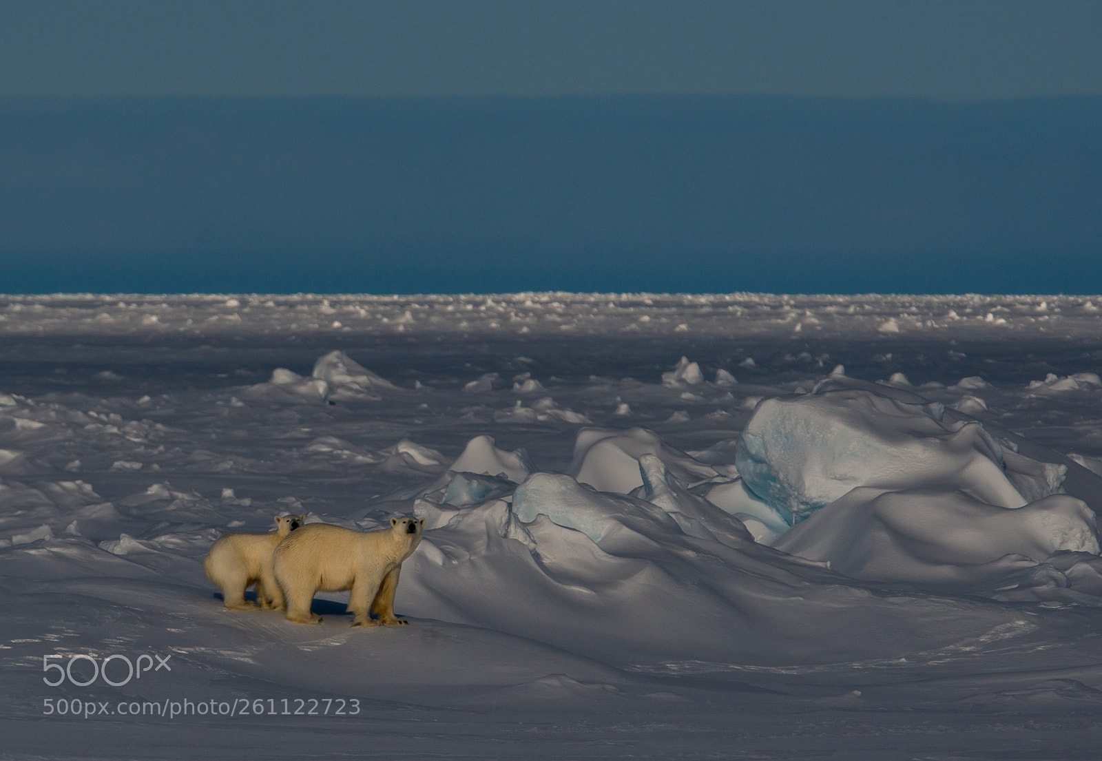 Nikon D800 sample photo. Mother with cub photography