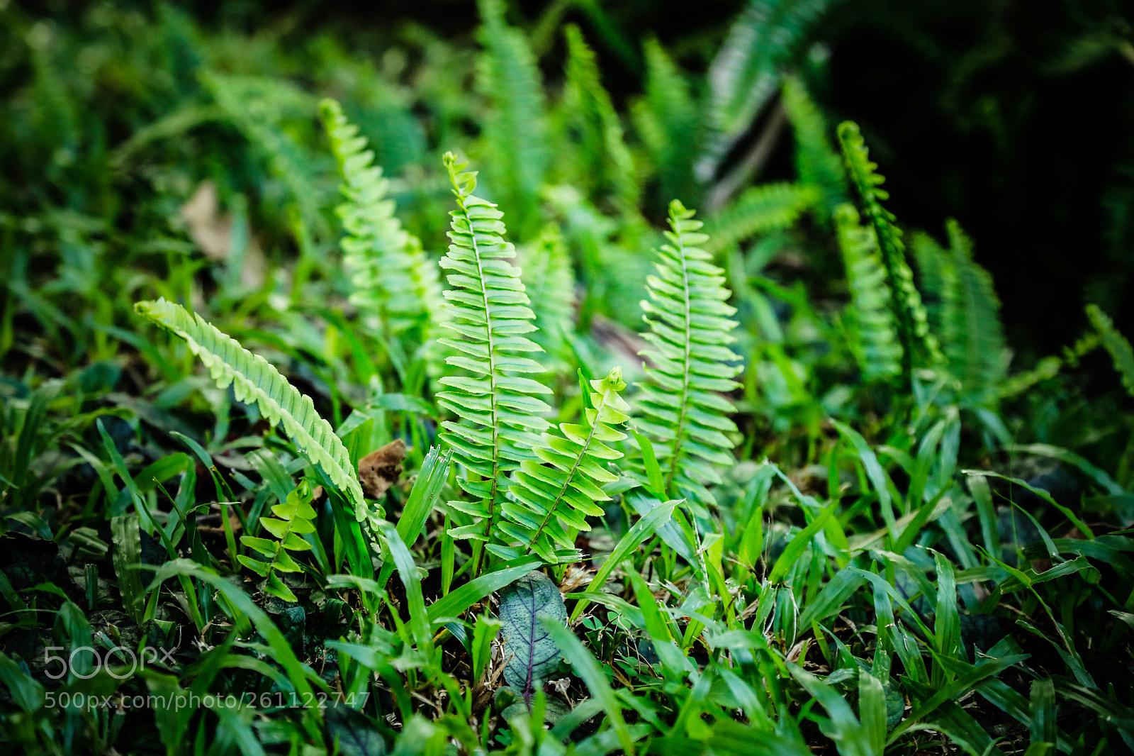 Canon EOS 6D sample photo. Fern 5 photography