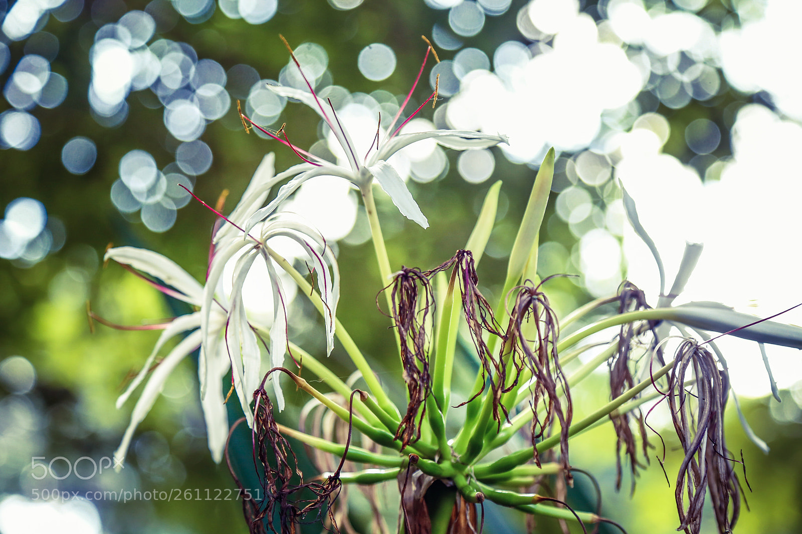 Canon EOS 6D sample photo. Beautiful flower photography