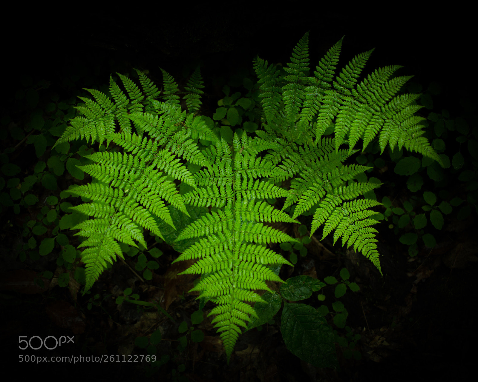 Canon EOS 60D sample photo. Moody fern photography