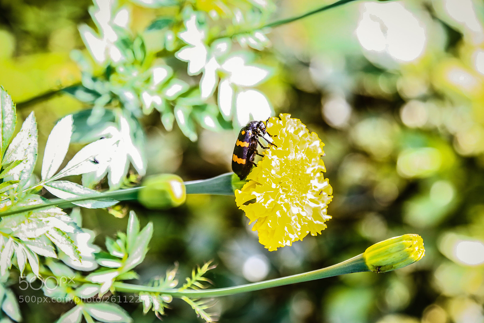 Canon EOS 6D sample photo. Flowers with insects photography