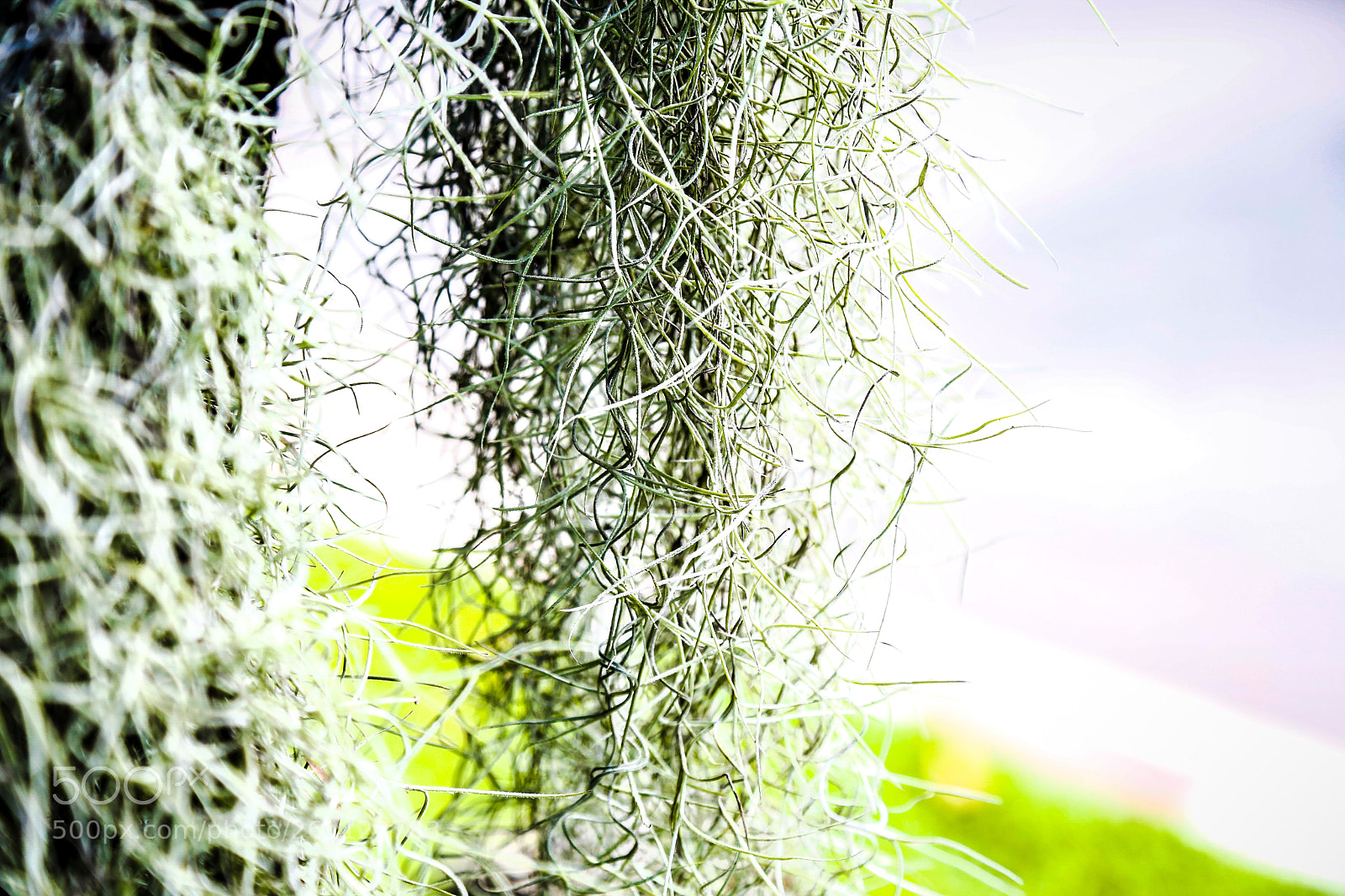 Canon EOS 6D sample photo. Fern 6 photography