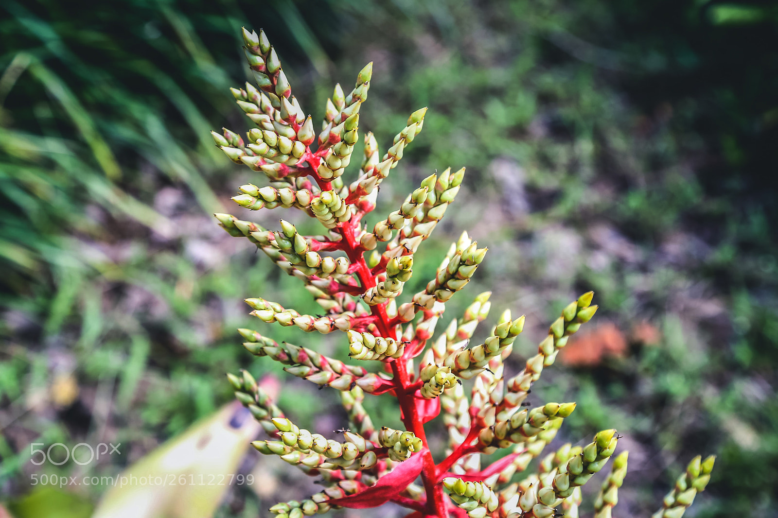 Canon EOS 6D sample photo. Beautiful flower 9 photography