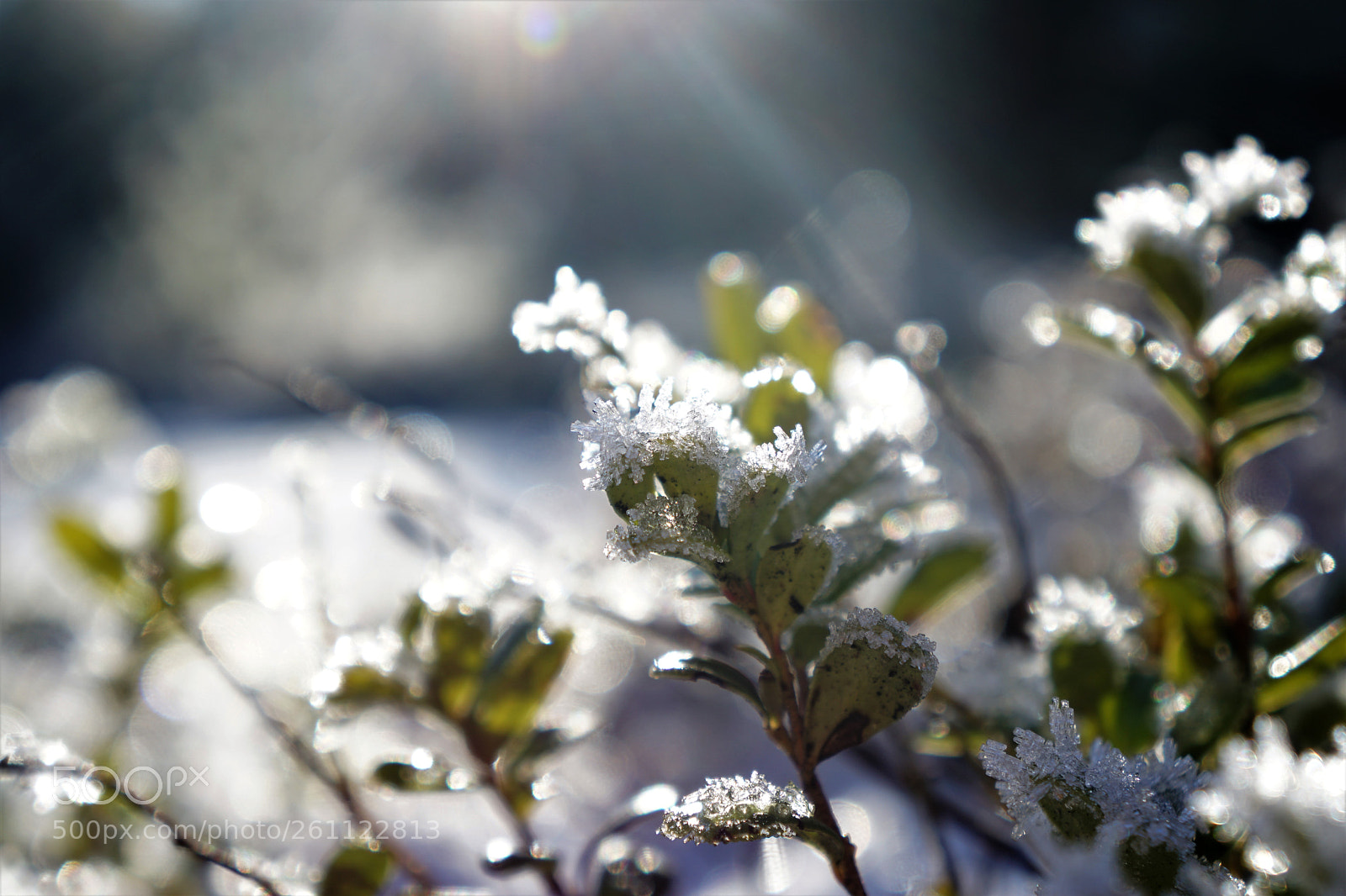 Sony a6000 sample photo. Shining frost photography