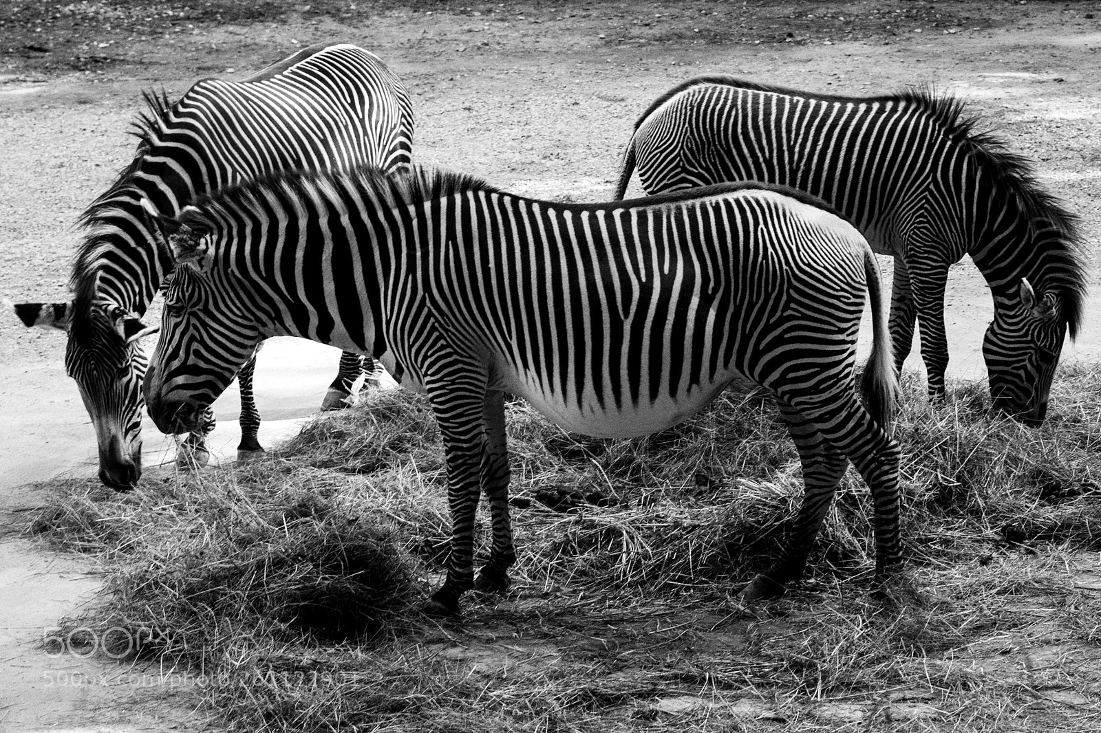 Canon EOS 5D Mark II sample photo. Zebras photography