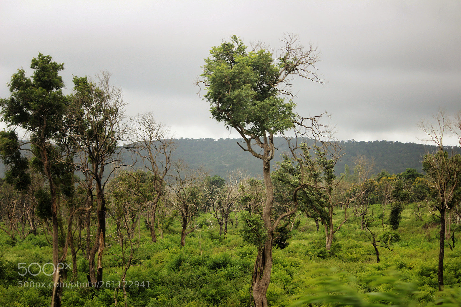 Canon EOS 600D (Rebel EOS T3i / EOS Kiss X5) sample photo. Jungle photography
