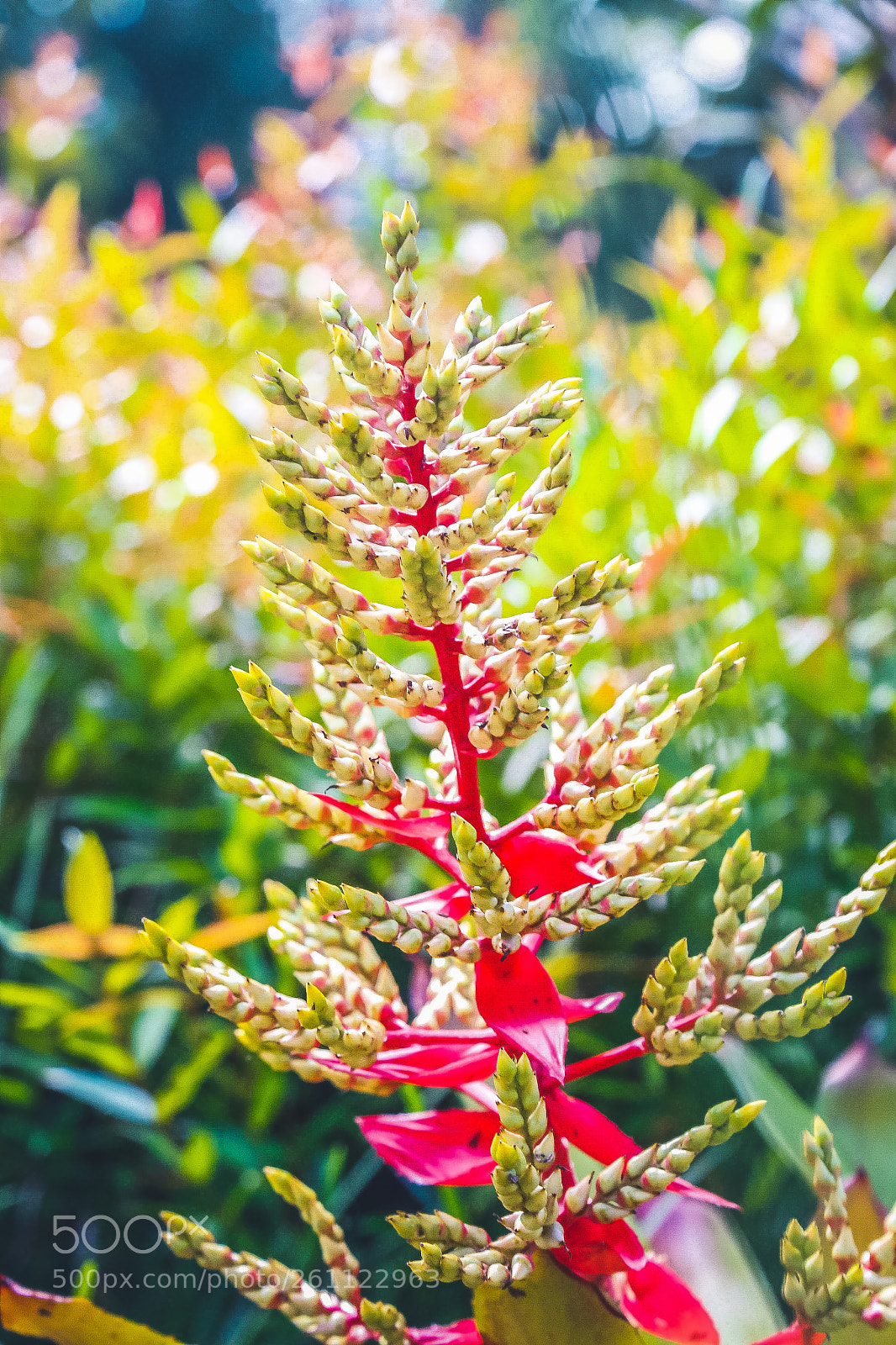 Canon EOS 6D sample photo. Mg photography