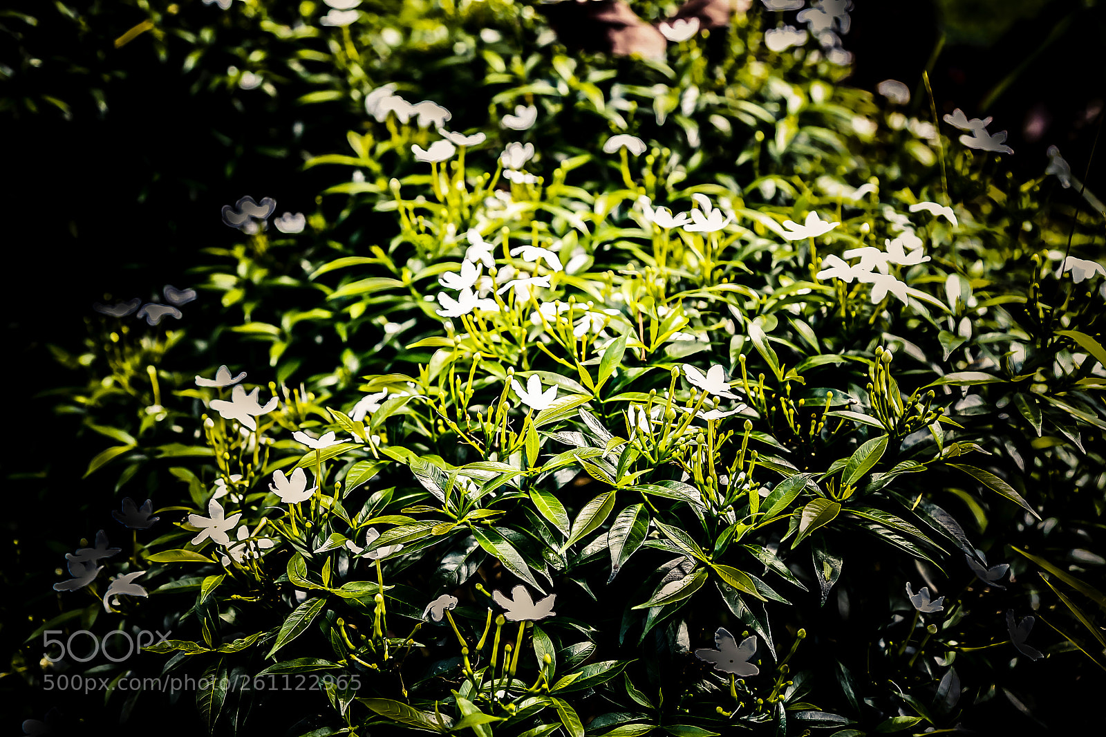 Canon EOS 6D sample photo. Beautiful flower photography