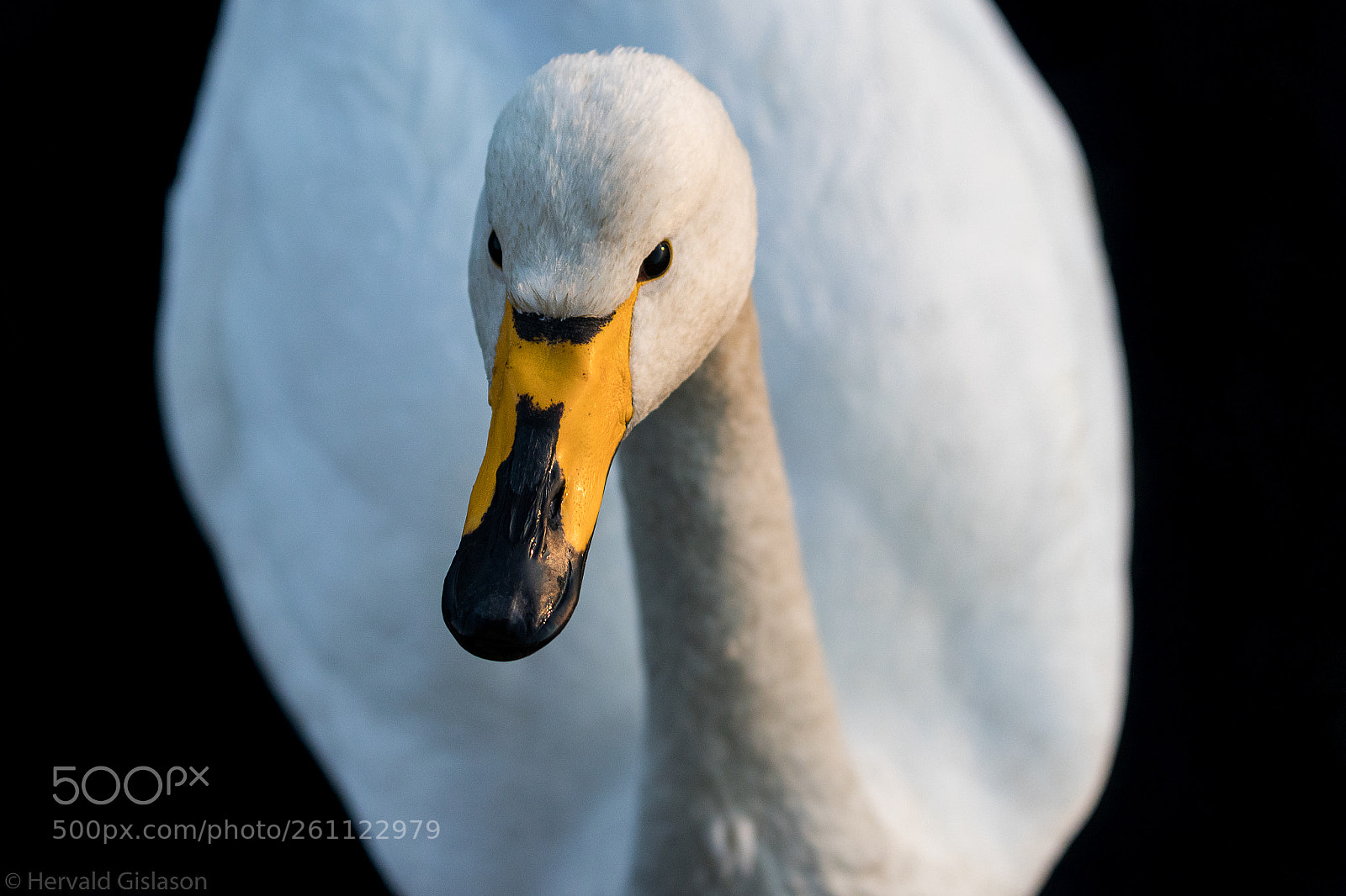 Canon EOS 80D sample photo. Winter swan photography