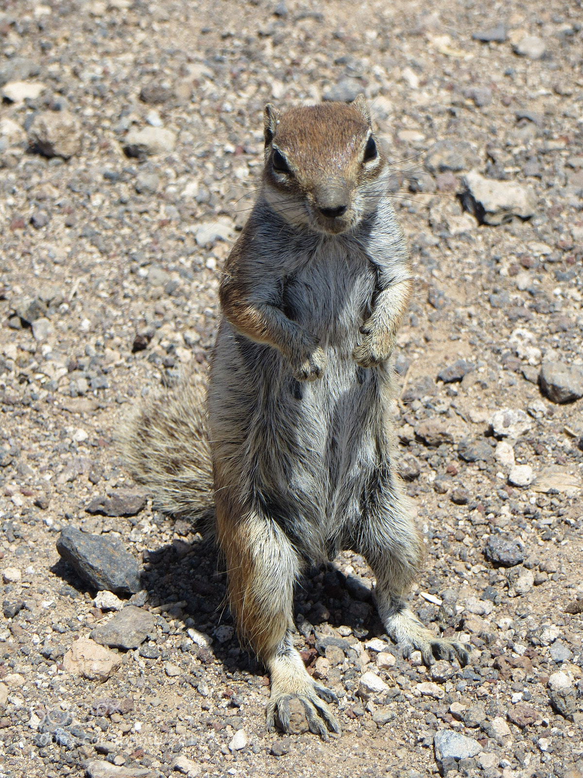 Canon PowerShot SX260 HS sample photo. Little animal photography