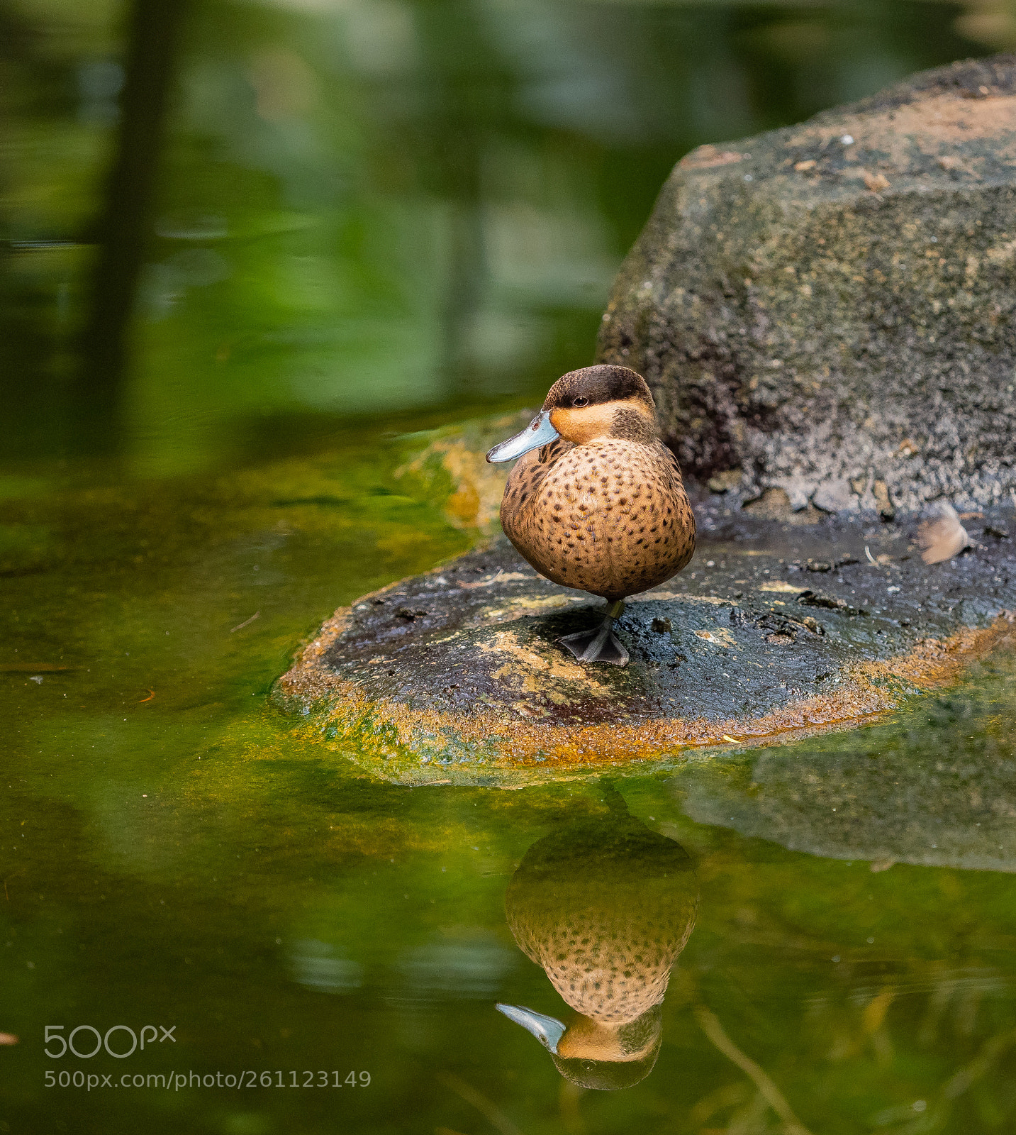 Olympus OM-D E-M1 Mark II sample photo. Hottentottenente photography