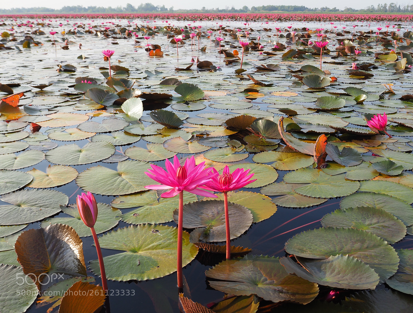 Olympus OM-D E-M10 sample photo. Lotus lake , pattalung,thailand photography