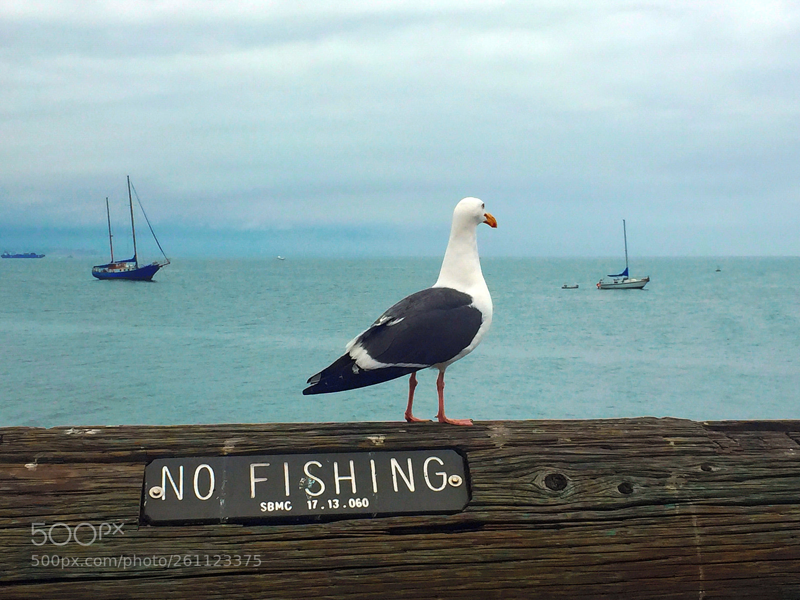 Apple iPhone 6 sample photo. No fishing ,bird at photography