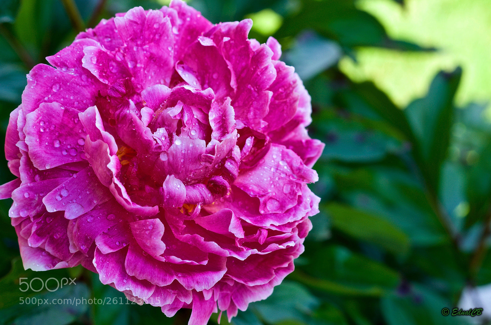 Pentax K-5 sample photo. Pink peony photography
