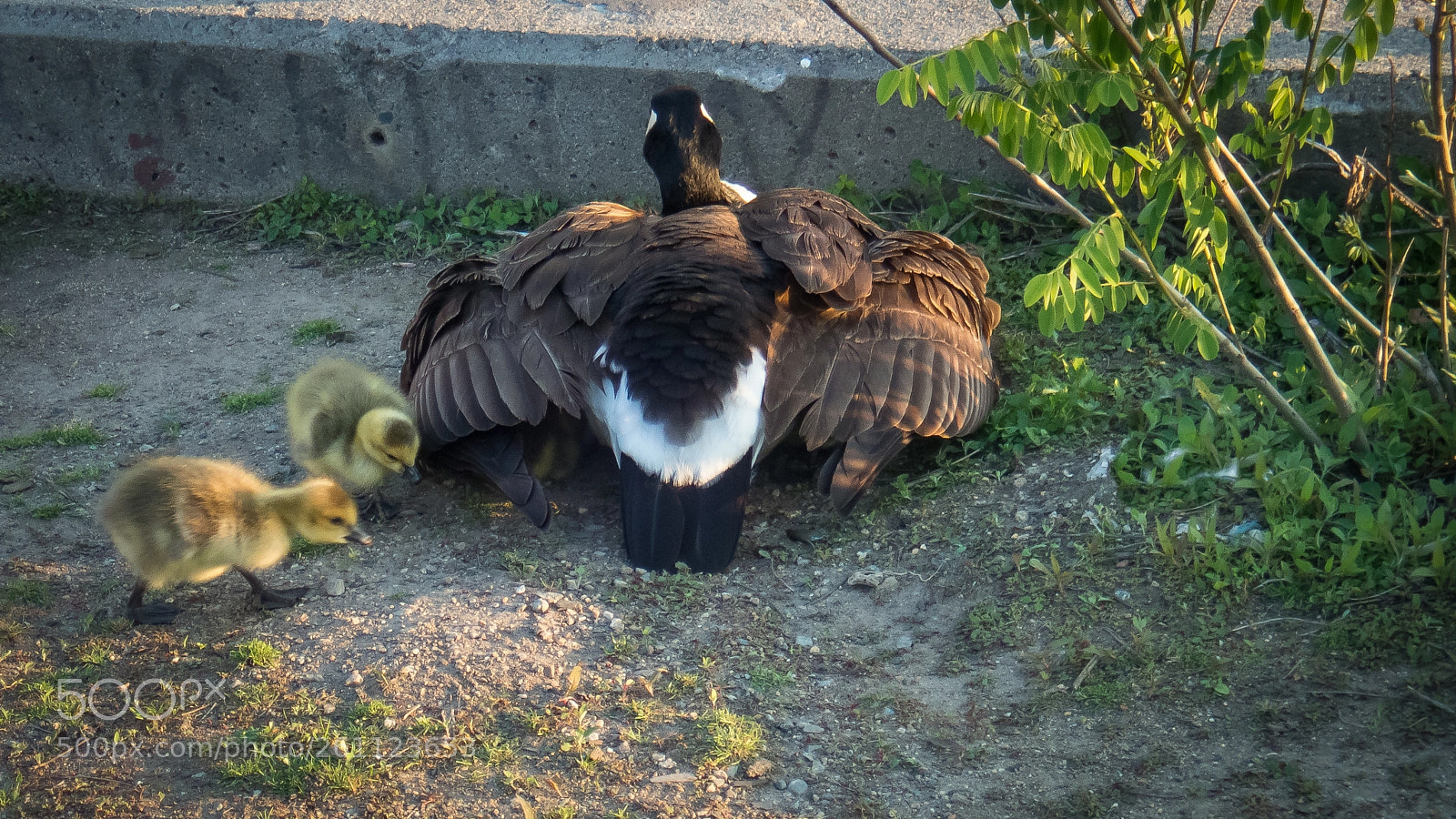 Olympus TG-5 sample photo. Going under the wings photography