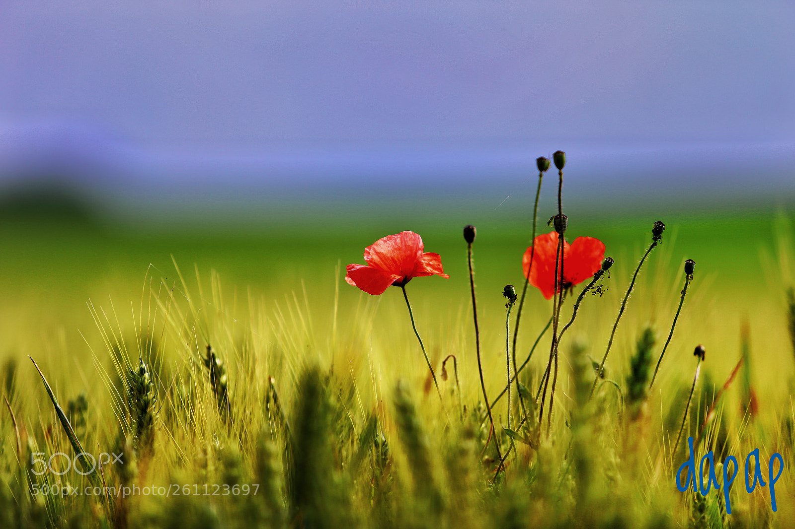 Canon EOS 6D sample photo. Untitled photography