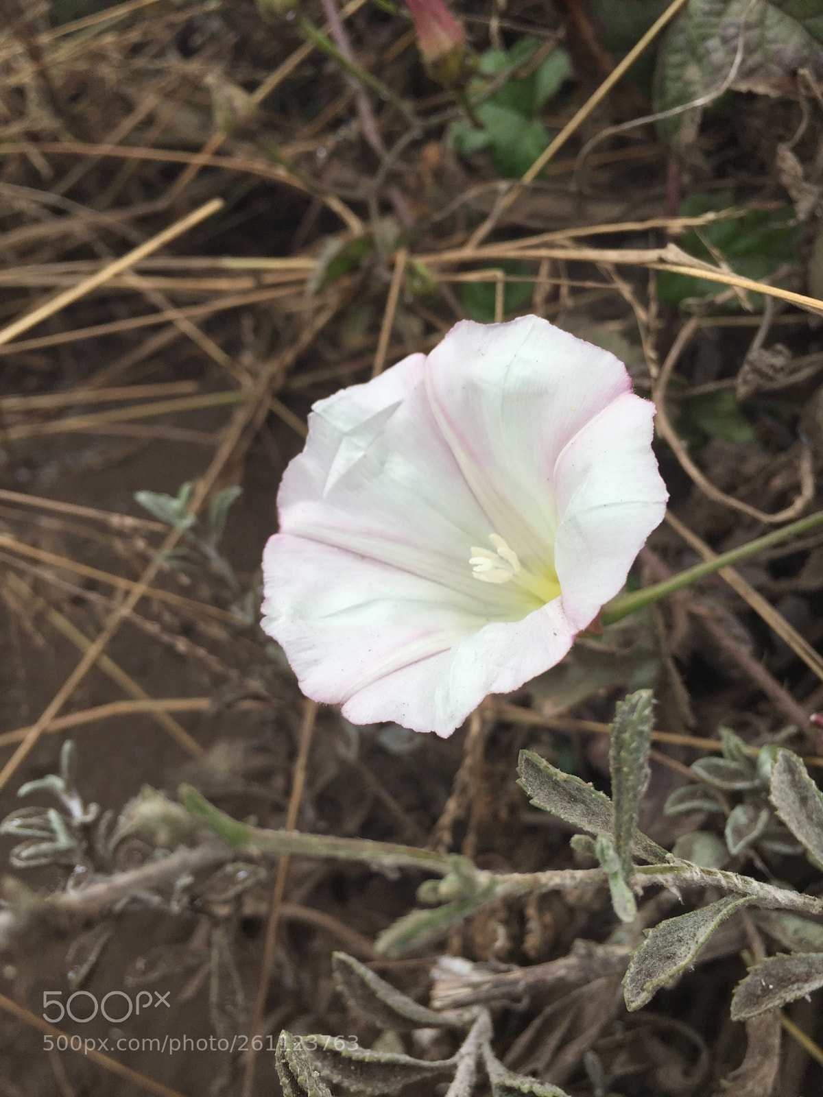 Apple iPhone 6 sample photo. California photography