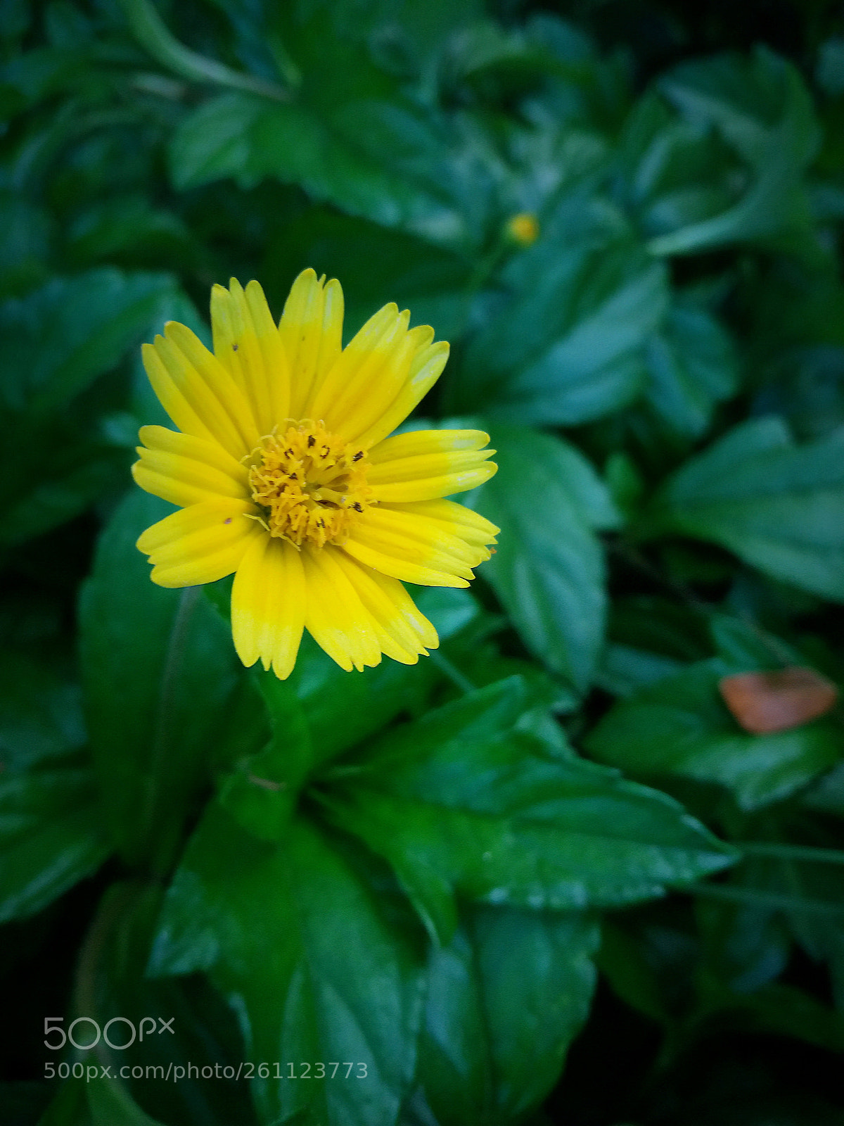 Samsung Galaxy J5 sample photo. Yellow flower photography