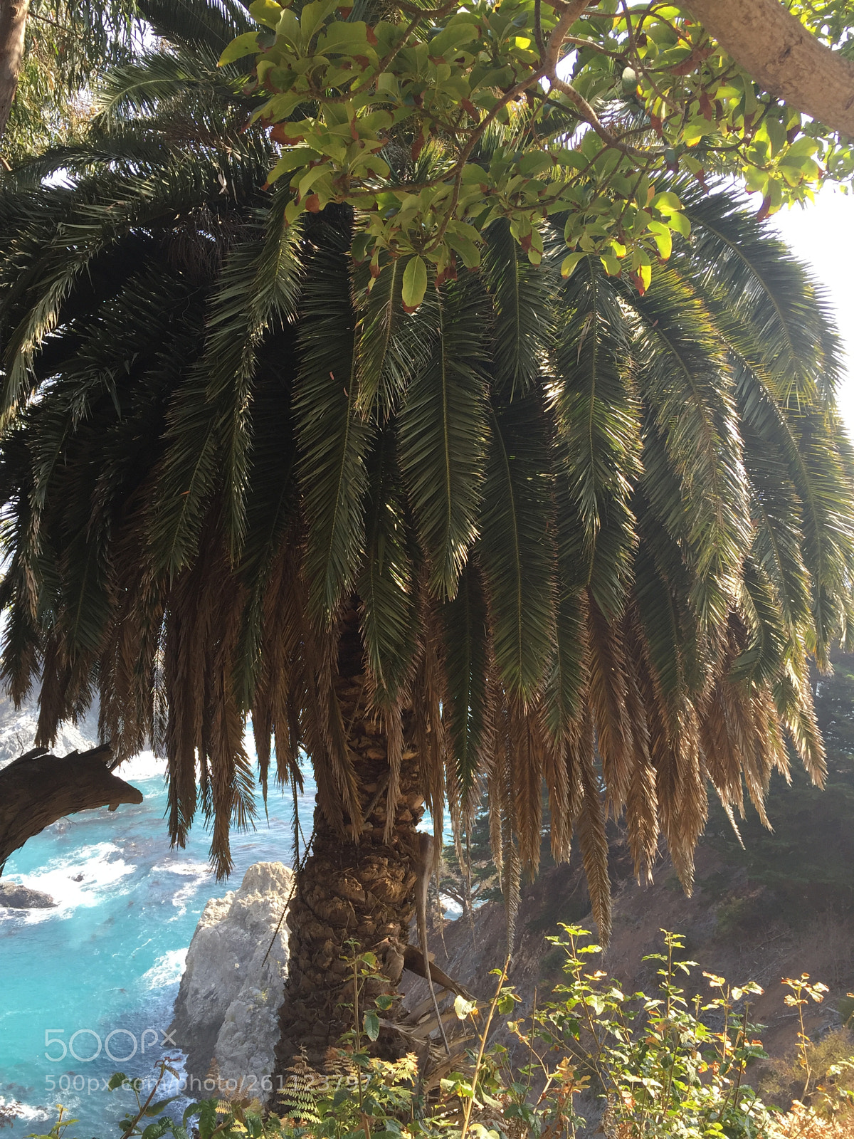 Apple iPhone 6 sample photo. California photography