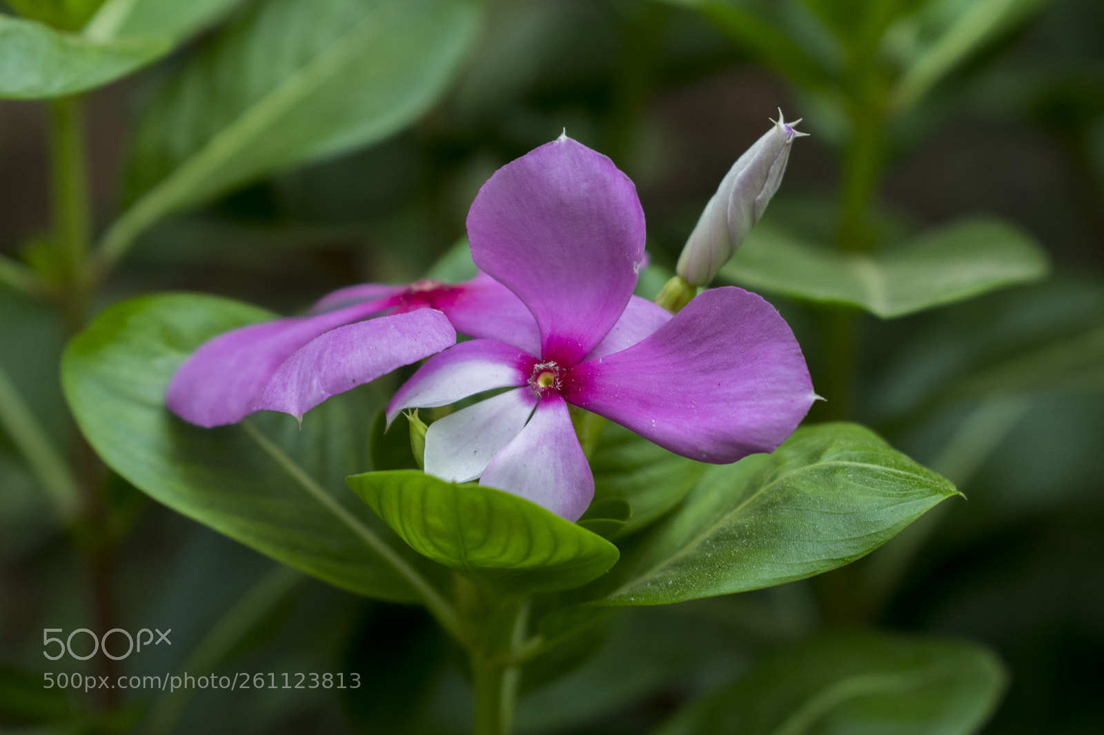 Nikon D5600 sample photo. Catharanthus roseus photography