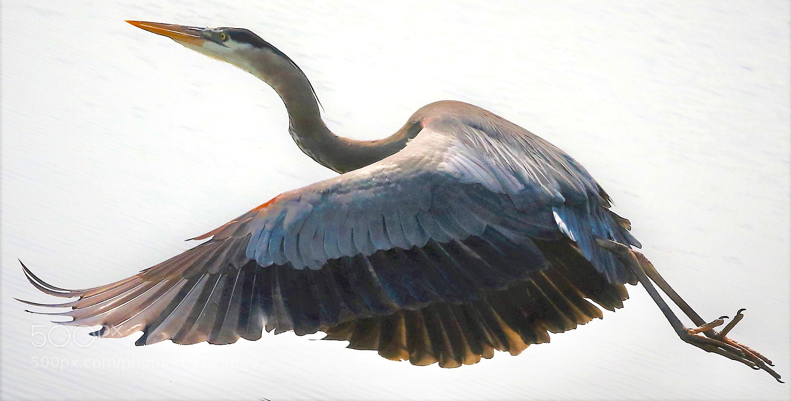 Canon EOS 7D Mark II sample photo. Blue  heron photography