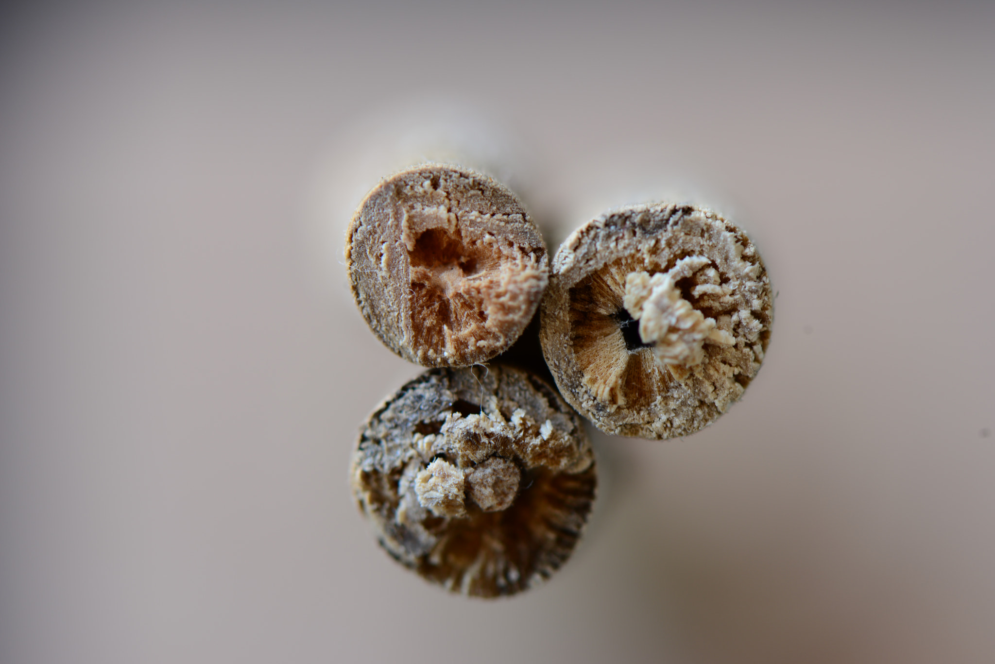 Nikon AF-S Micro-Nikkor 105mm F2.8G IF-ED VR sample photo. Woods photography