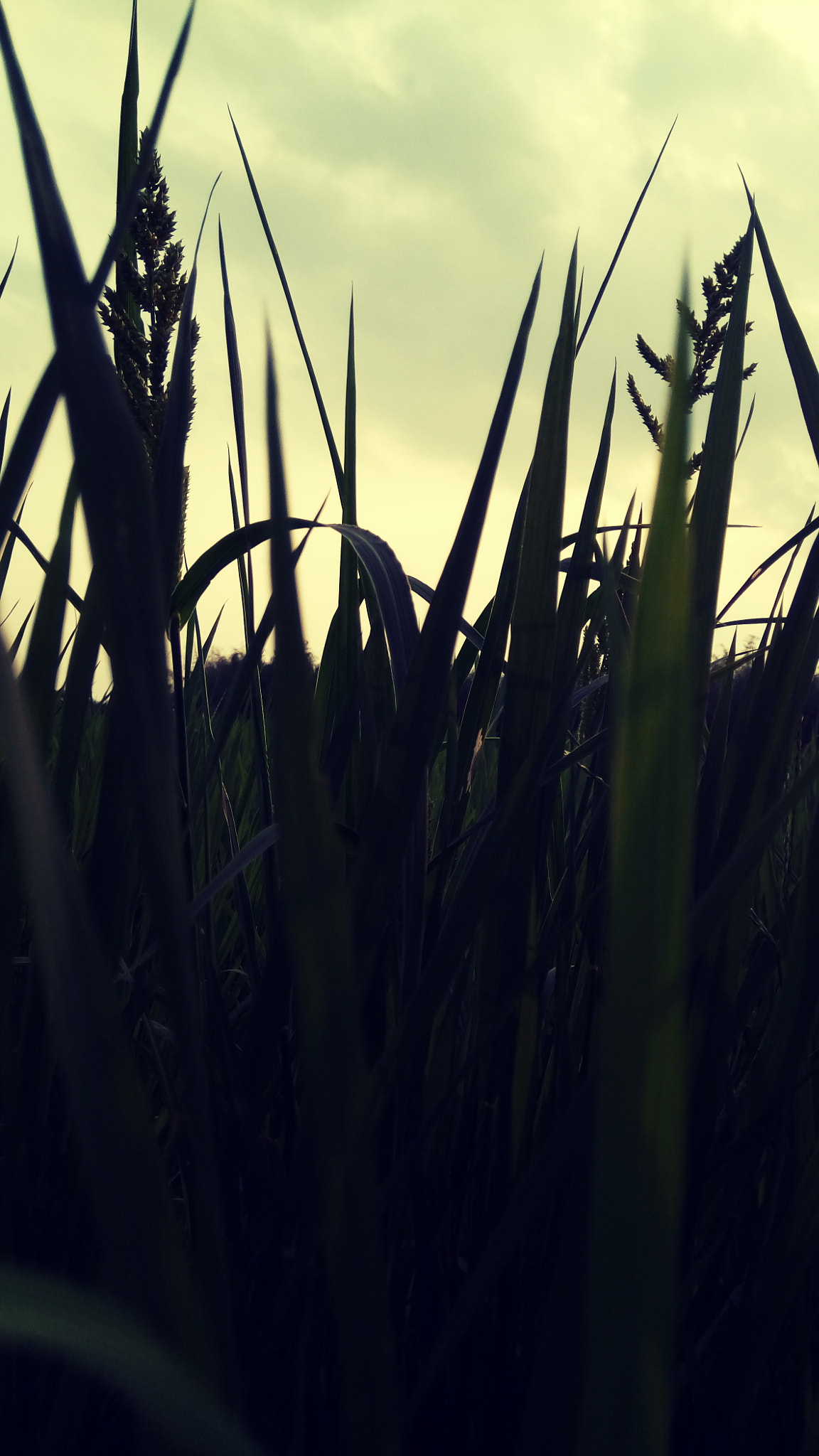 GIONEE A1 lite sample photo. Little grass in rice field photography