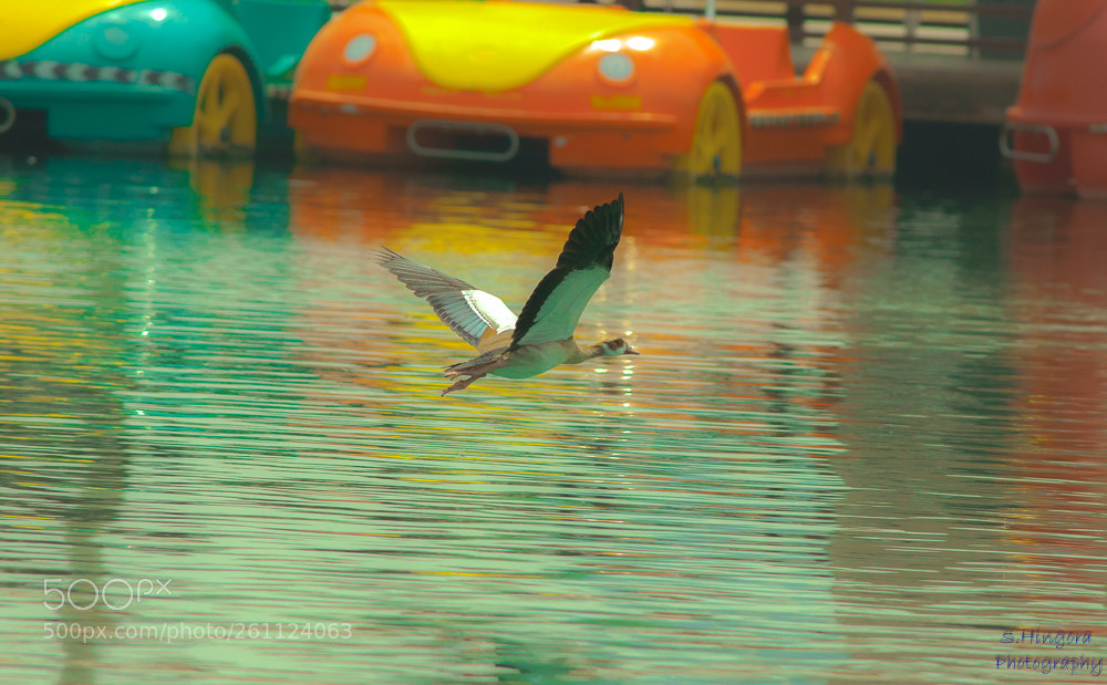 Canon EOS 5D Mark II sample photo. Duck in flight photography