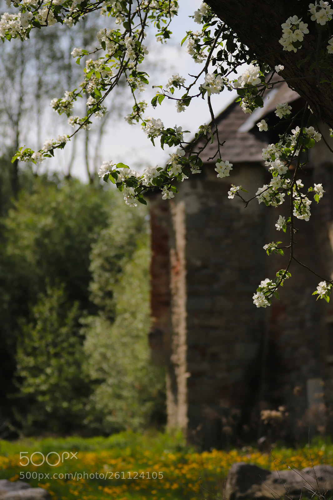 Canon EOS 6D Mark II sample photo. Blossom time photography