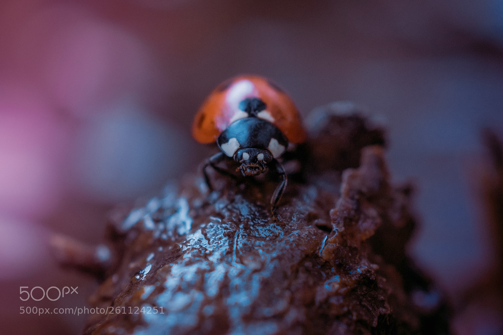 Sony SLT-A77 sample photo. Angry ladybug photography