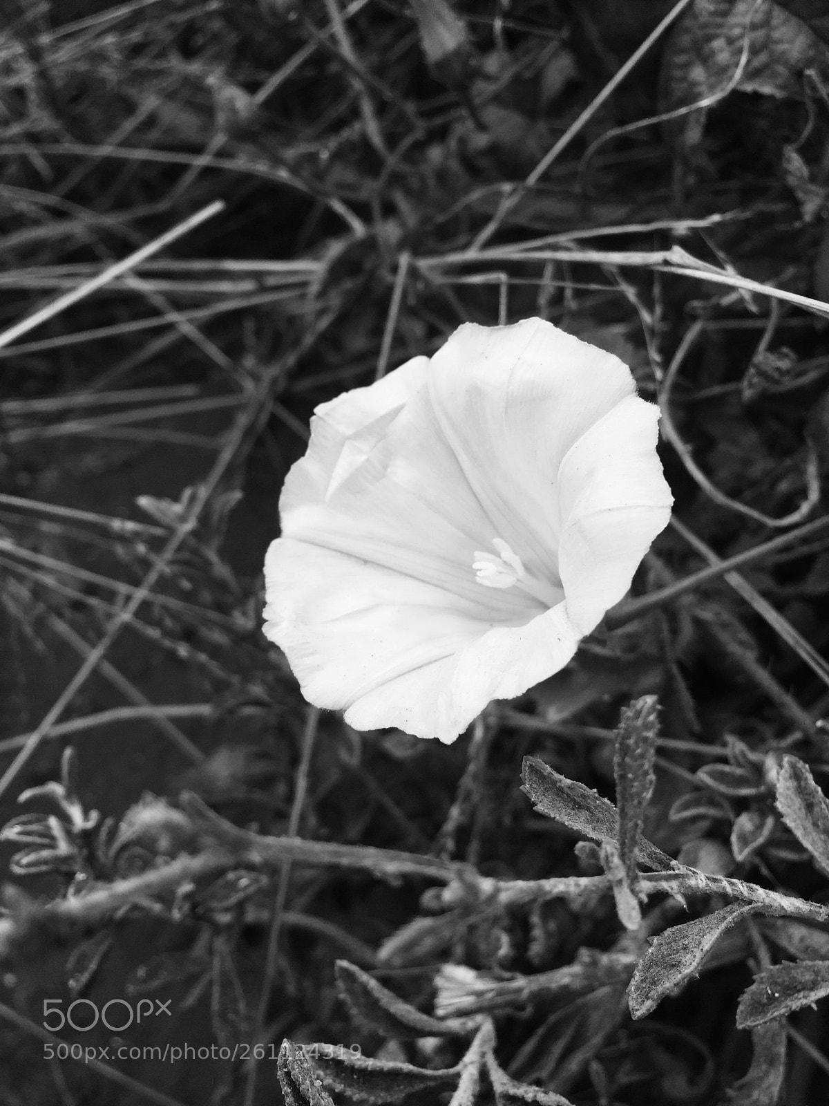 Apple iPhone 6 sample photo. California photography