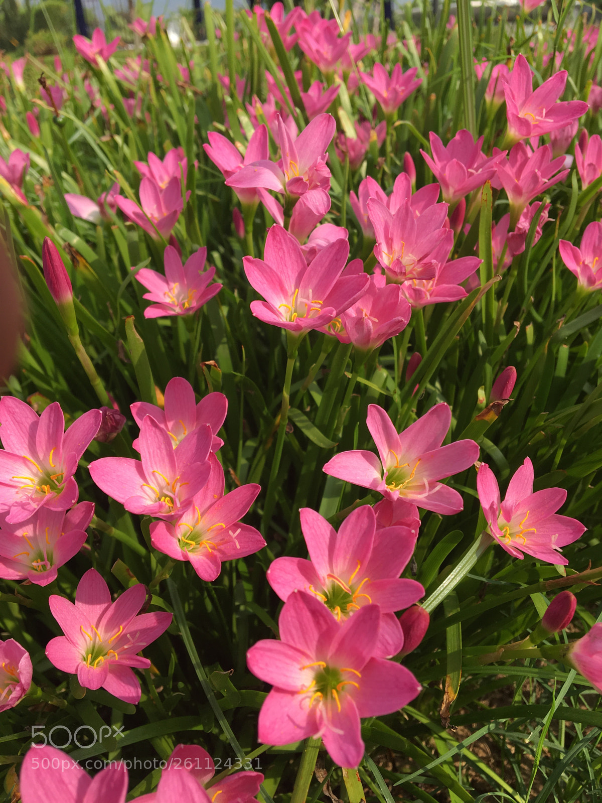 Apple iPhone 6s sample photo. Lilies photography