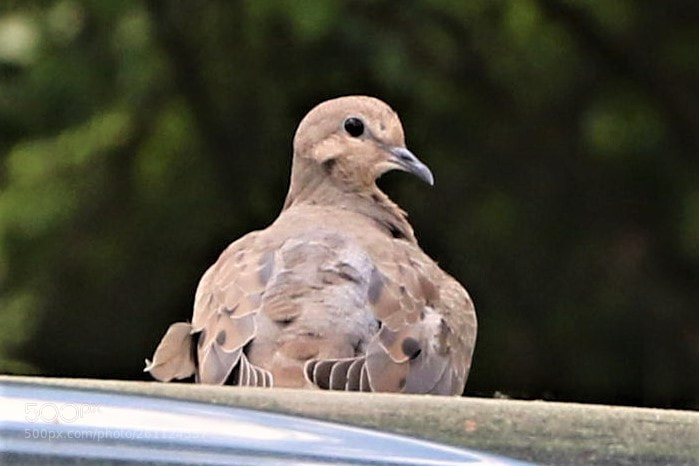Canon EOS 7D Mark II sample photo. Smile bird photography