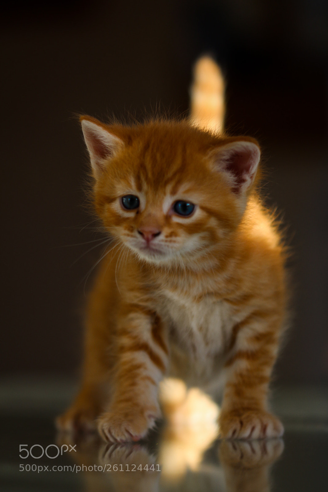 Canon EOS 700D (EOS Rebel T5i / EOS Kiss X7i) sample photo. Little tiger :)) photography