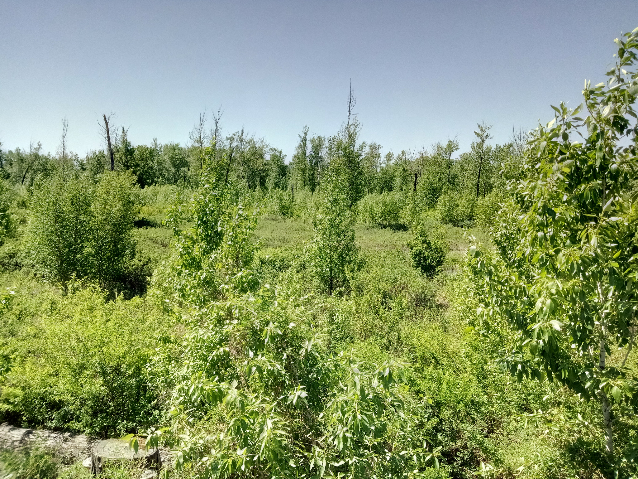 HUAWEI honor 6C Pro sample photo
