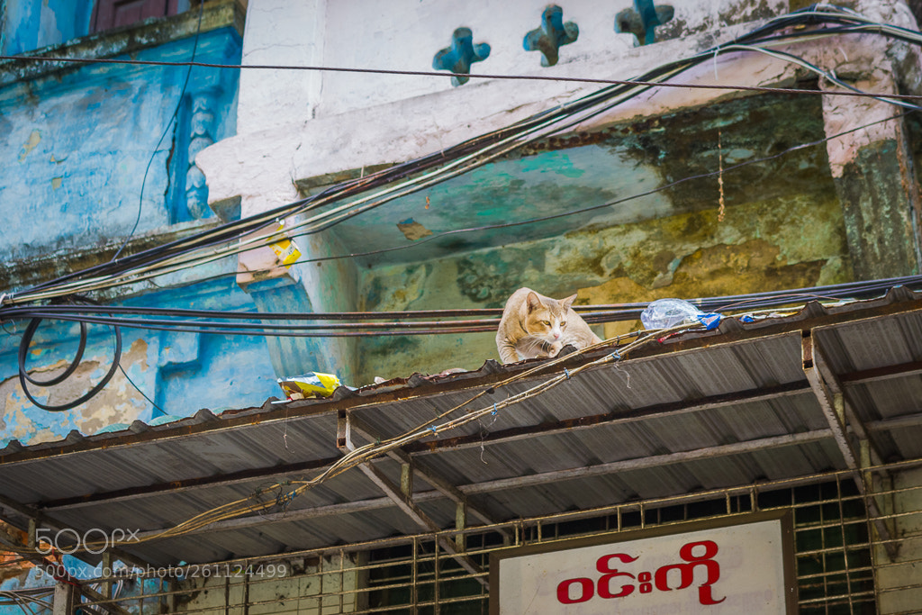 Nikon D3100 sample photo. Street cat photography