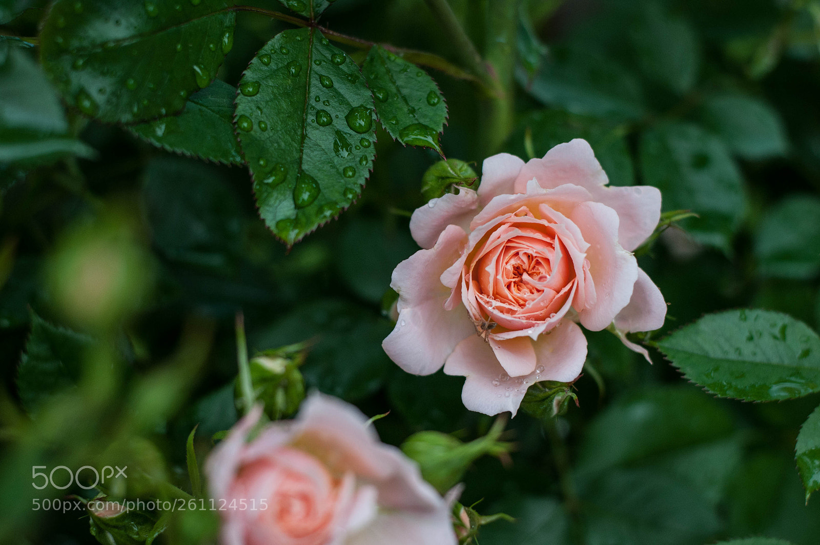 Nikon D300S sample photo. Little after the rain photography