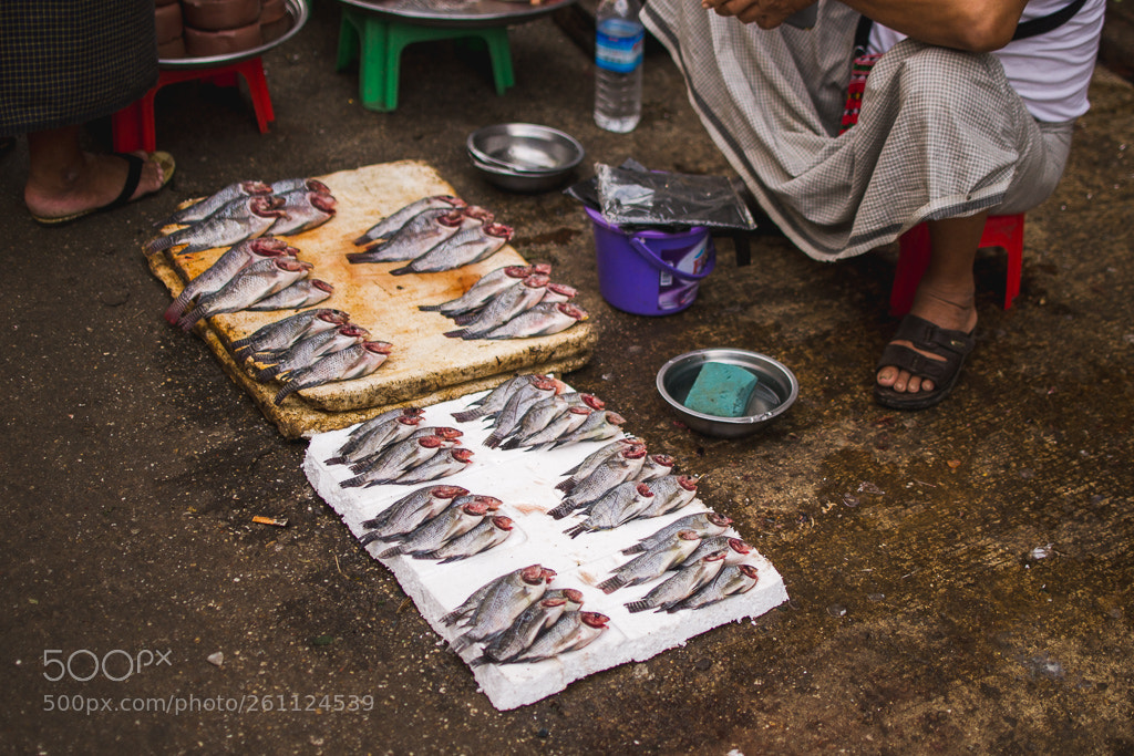 Nikon D3100 sample photo. Fish on the floor photography