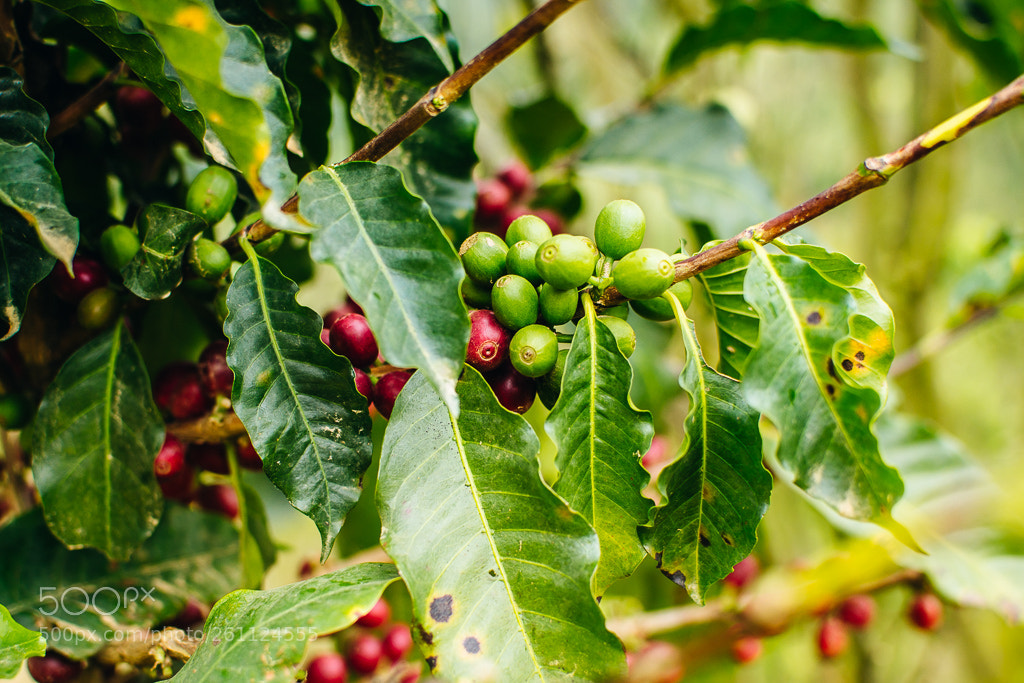 Nikon D3100 sample photo. Coffee photography