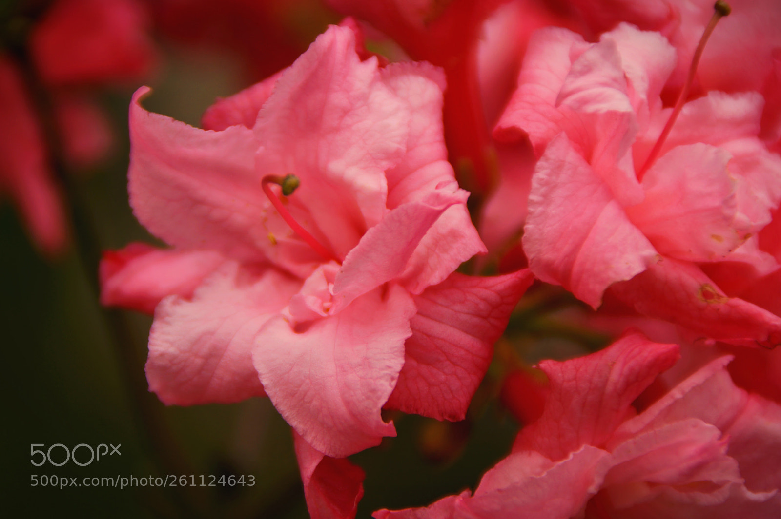Sony SLT-A58 sample photo. Bloom photography