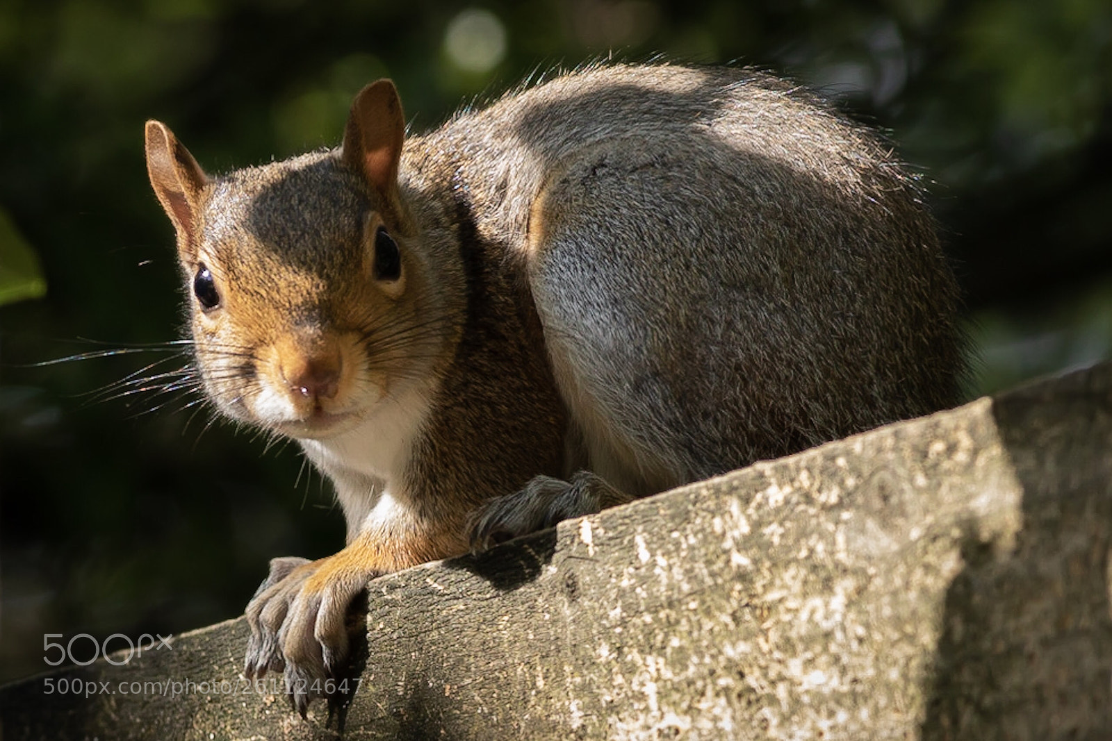 Canon EOS 5D Mark IV sample photo. You looking at me? photography