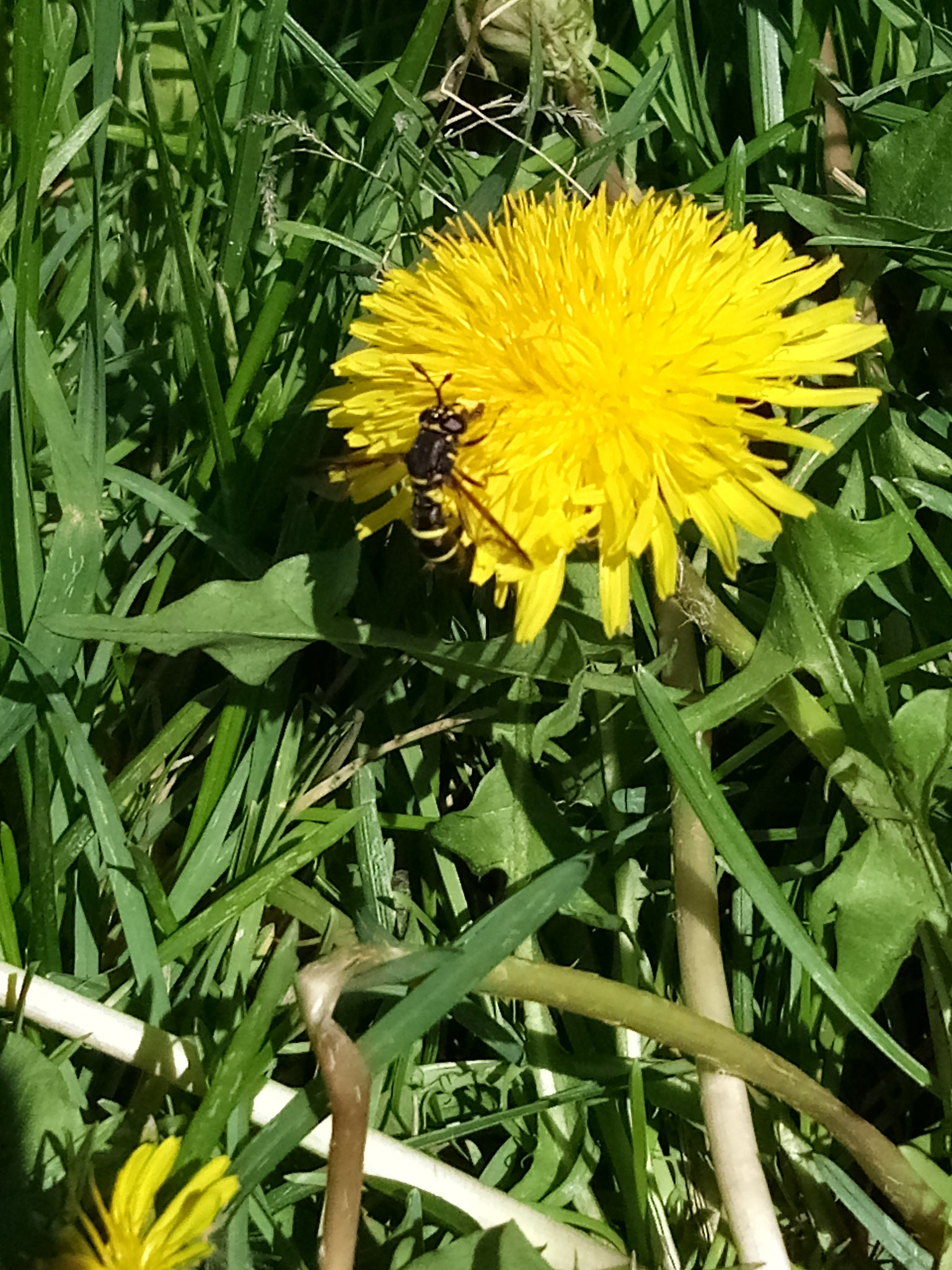 HUAWEI honor 6C Pro sample photo