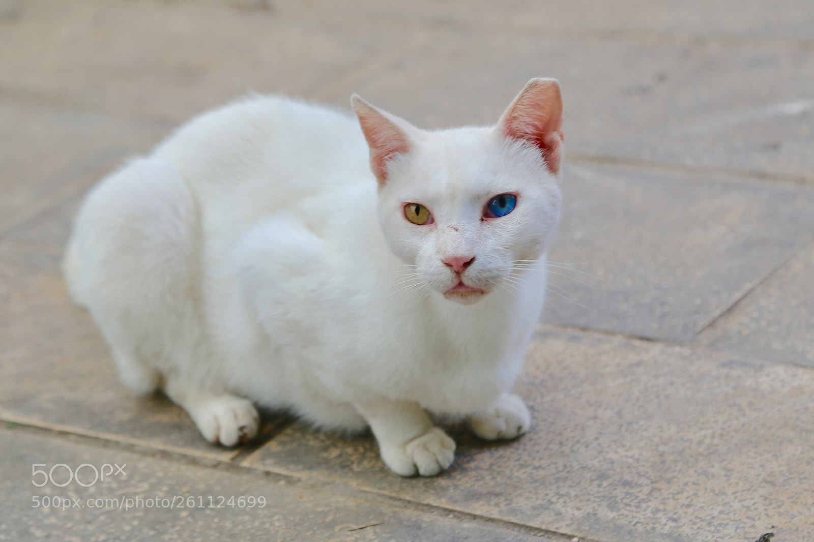 Canon EOS 6D sample photo. Untitled photography