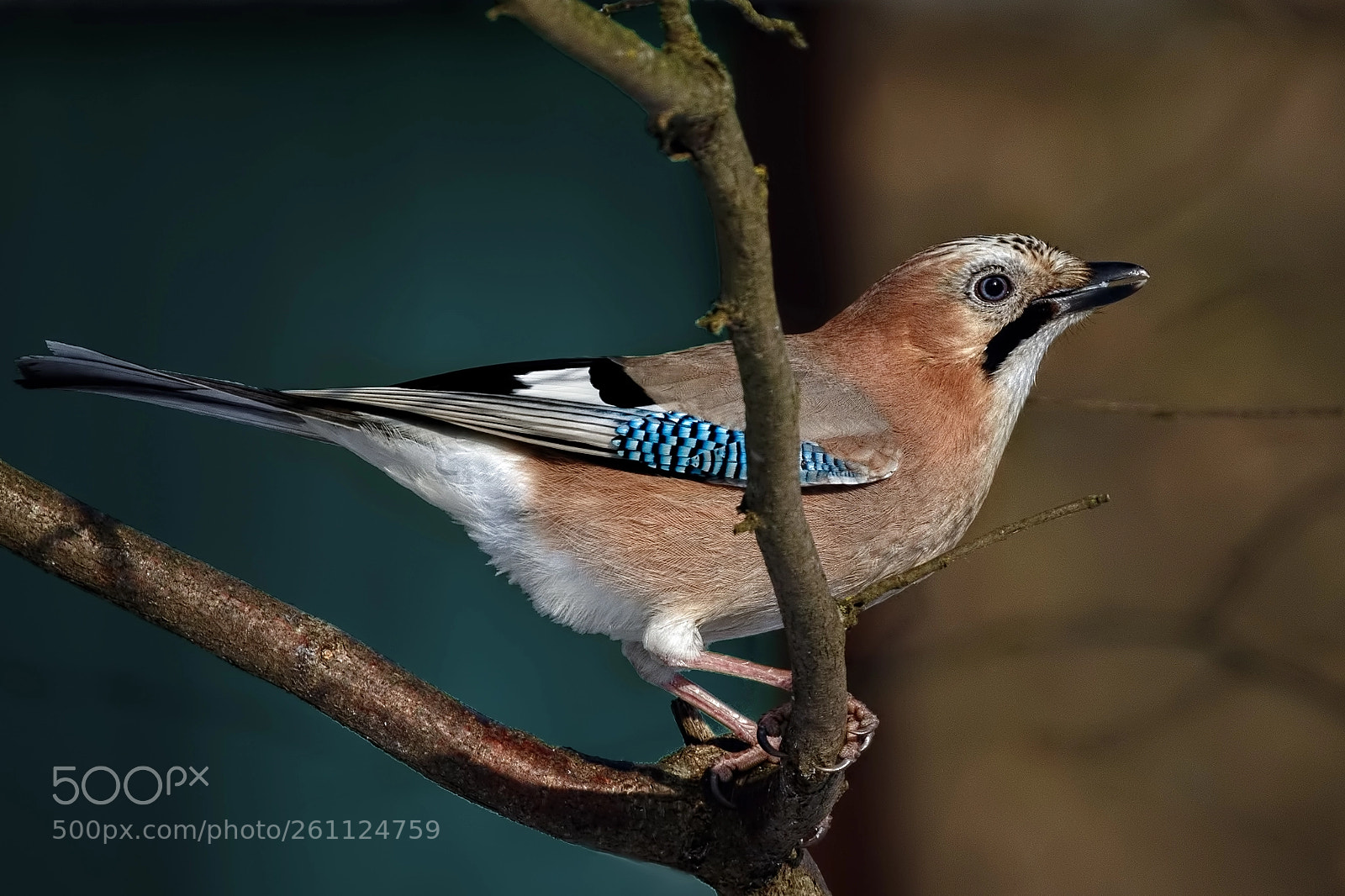 Canon EOS 7D Mark II sample photo. European jay 3 photography