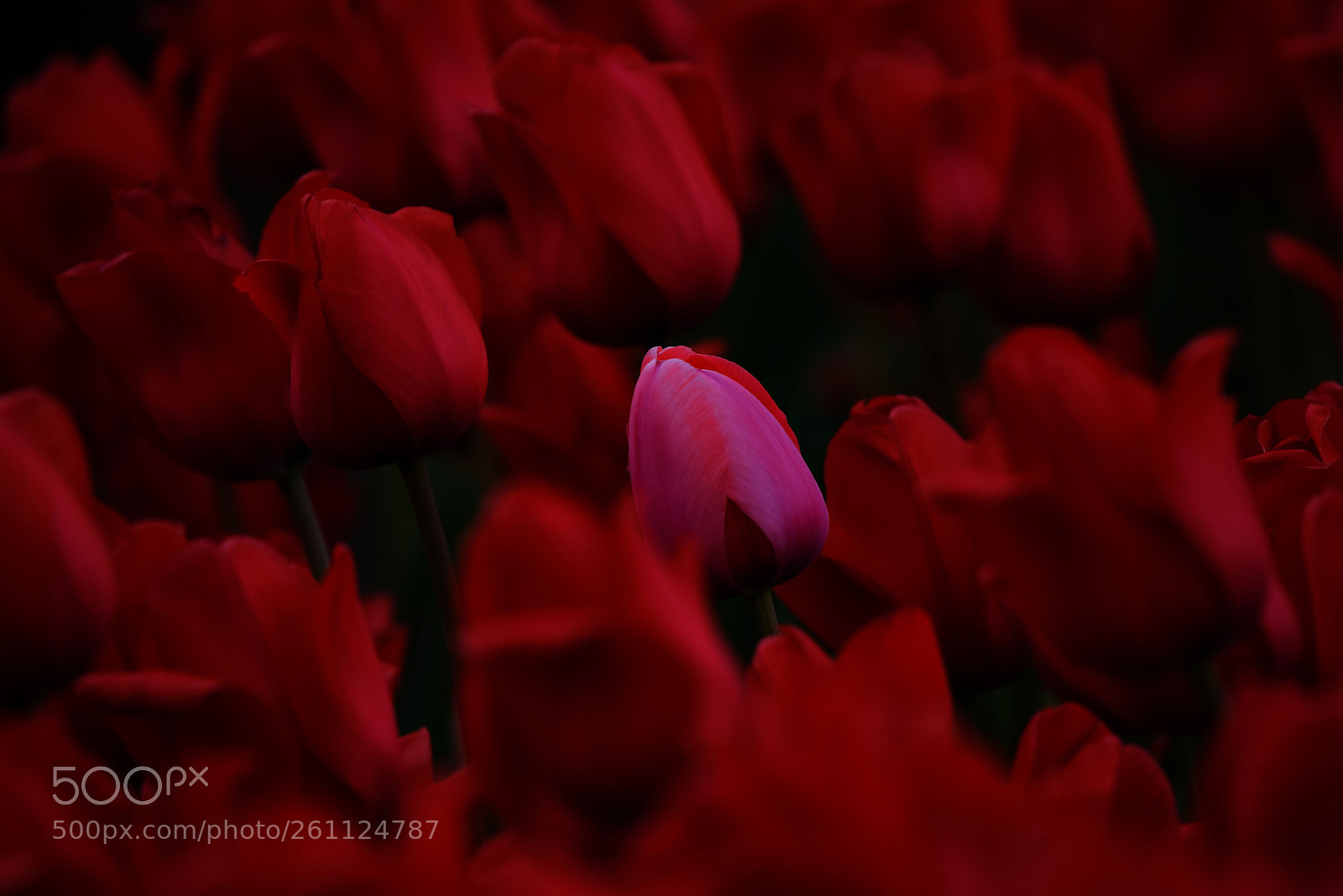 Nikon D810 sample photo. Untitled photography