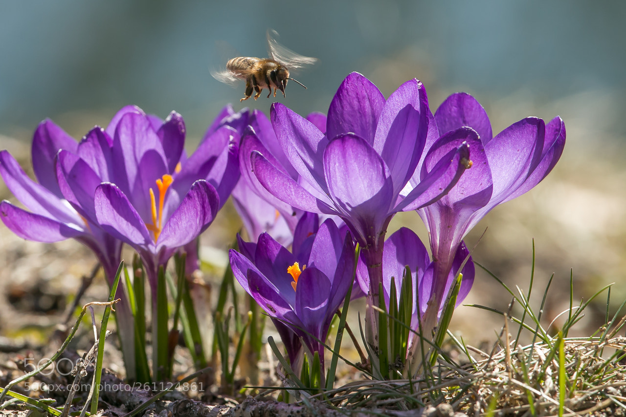 Canon EOS 70D sample photo. Summer in springtime photography