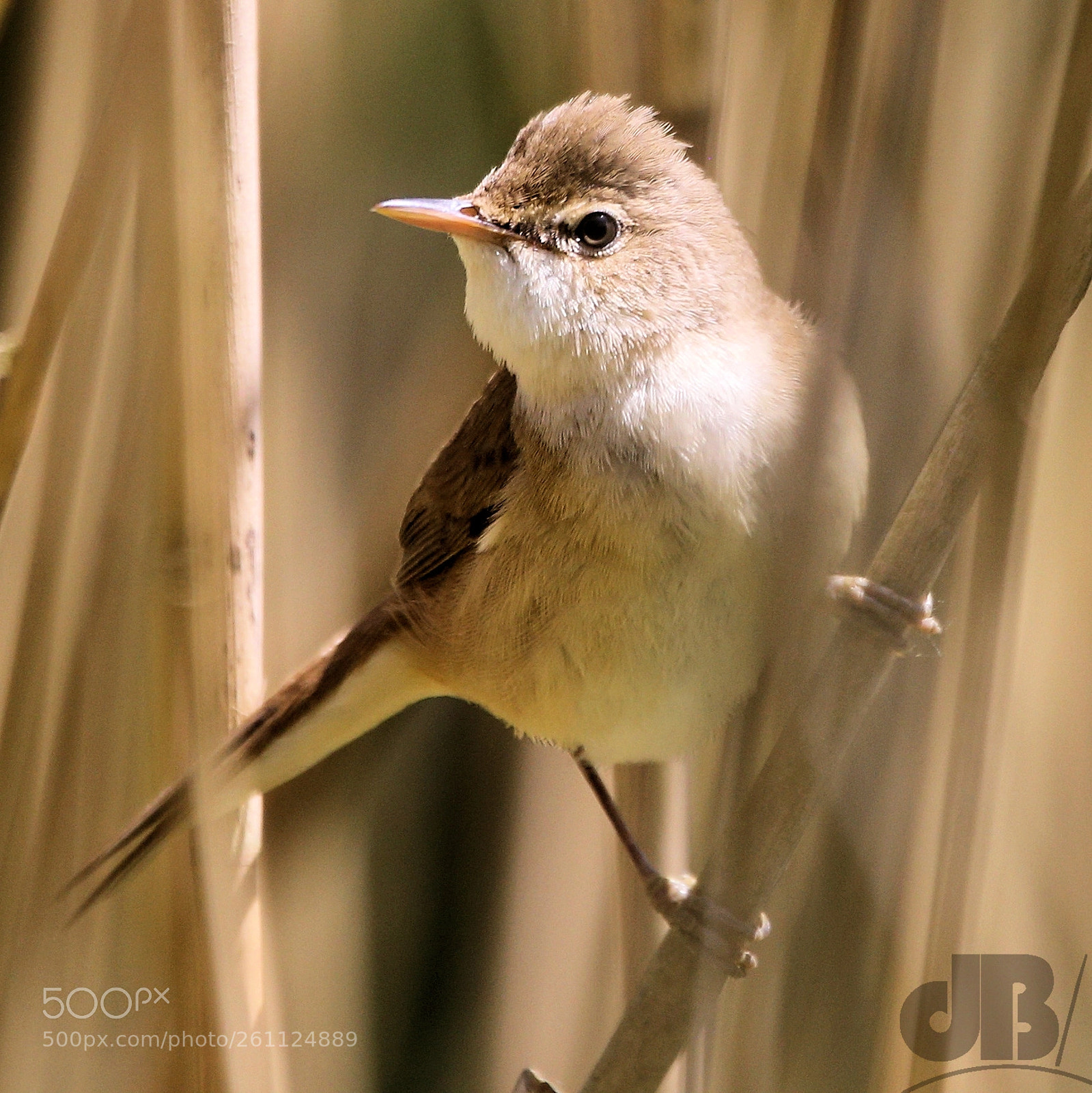 Canon EOS 6D sample photo. Rampton reed warbler photography