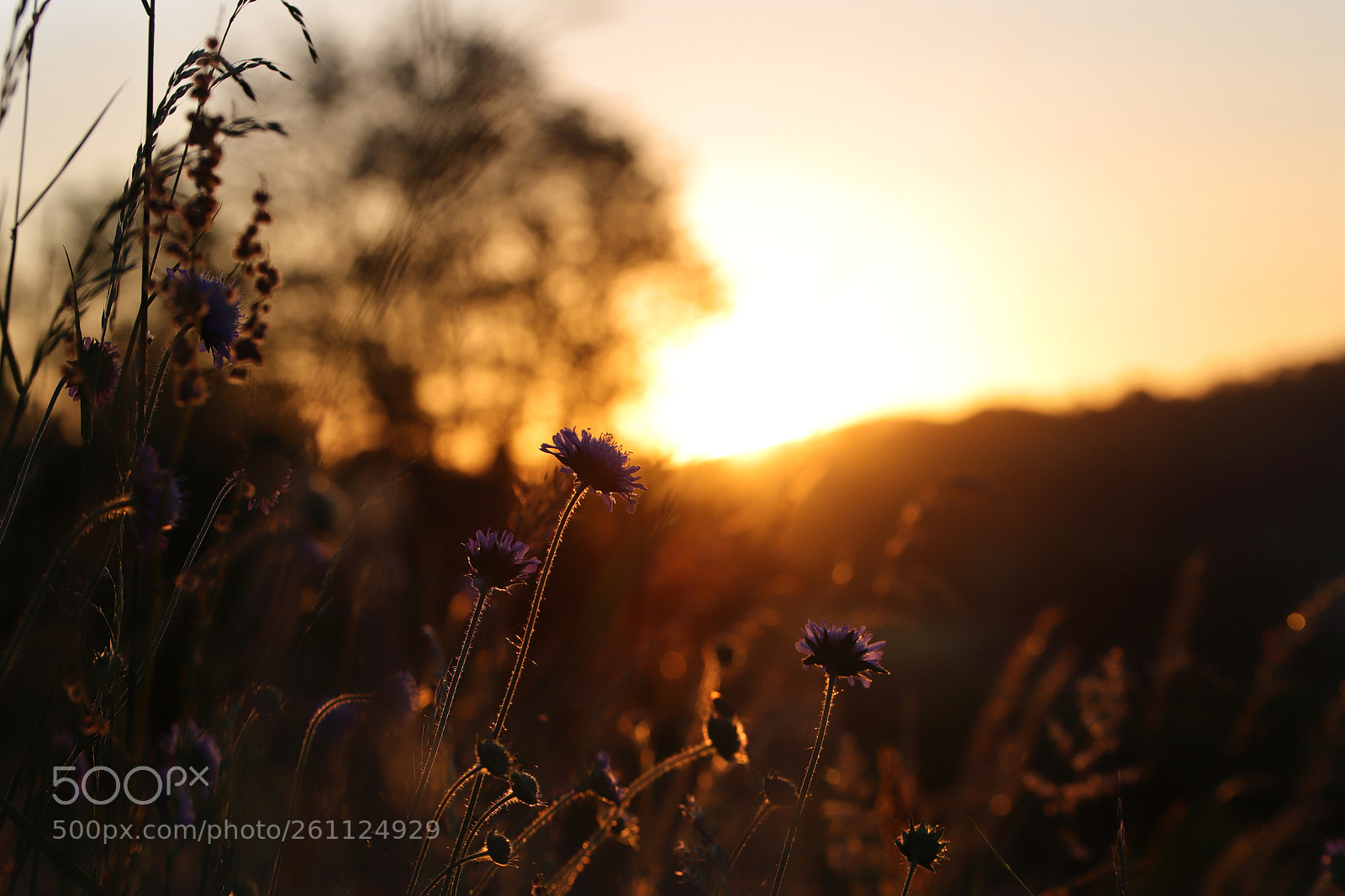 Canon EOS 6D Mark II sample photo. Wildflower3 photography