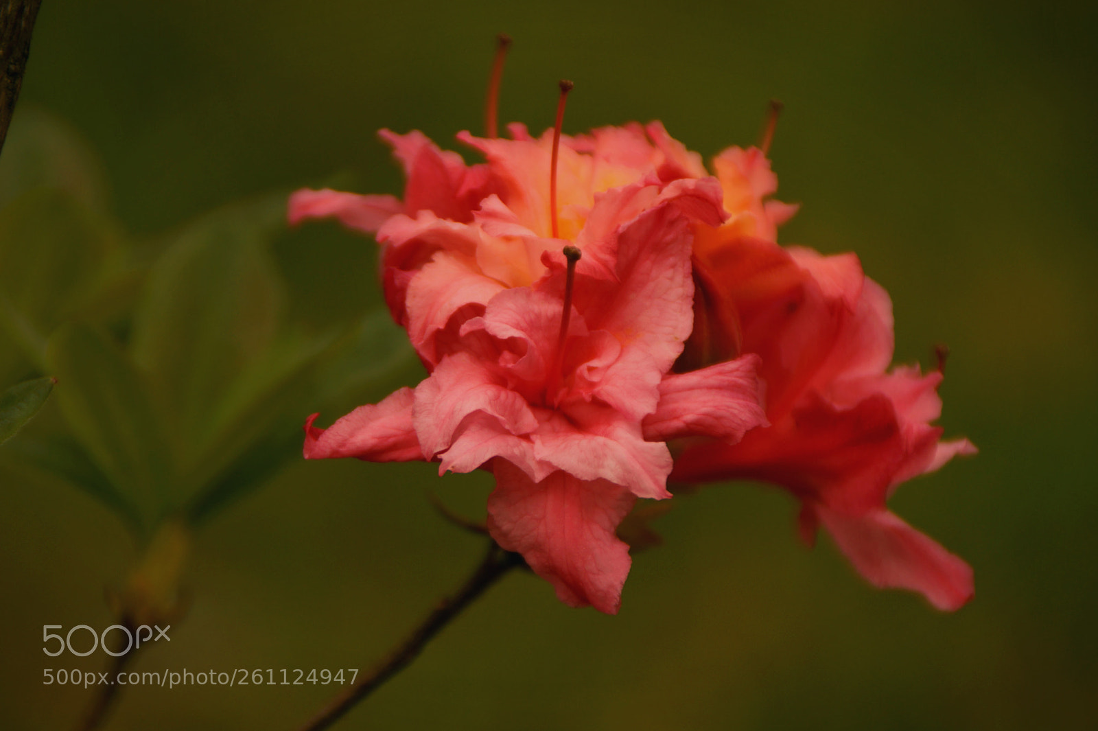 Sony SLT-A58 sample photo. Bloom4 photography